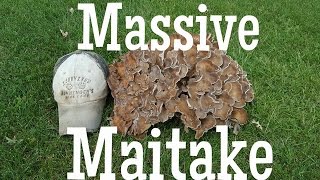 Massive Hen of the Woods mushroom quotMaitakequot quotGrifola Frondosaquot [upl. by Isayg777]