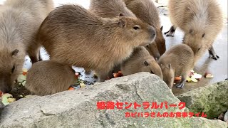 みんなでお食事🌱カピバラさん ※real capybara 姫路セントラルパーク カピバラ [upl. by Buchheim]