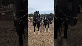 Traditional Horse Ploughing at the 73rd British National Ploughing Championships 13th October 2024 [upl. by Kcirttap632]