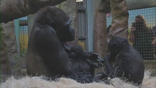 Cleveland Metroparks Zoo share update on baby gorilla Jameelas progress amid fostering effort [upl. by Ahab]