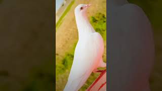 ritik dog kennel shok kar lo bhaiyo pigeon shortvideos pigeonlovr pigonbards ritikdogkennel177 [upl. by Aluin]