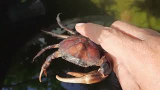 Crab raising in jars​ Very large crab crab animals crabby carbon crabgame [upl. by Velma710]