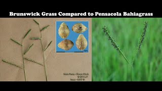 Brunswick Grass Control in Bahiagrass Pastures [upl. by Namya]