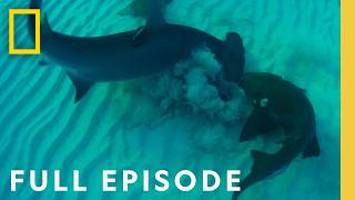 Ultimate Shark Showdown Bull Shark vs Hammerhead Full Episode  National Geographic [upl. by Oivalf]