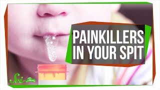 The Super Strong Painkiller Hiding in Your Spit [upl. by Aihsad]