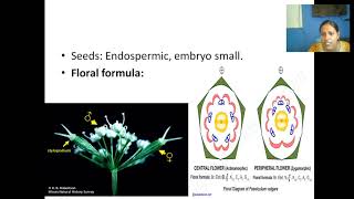 Umbelliferae or Apiaceae Family features [upl. by Davida]