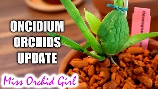 Oncidium Orchids update  the spiky the slow and the set backed [upl. by Scoville]