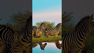 Zebras In Gorgeous Light animals wildanimals africanwildanimals [upl. by Doane]