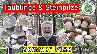 Täublinge und Sommersteinpilze  Pilze im Sommer 2024  Es pilzt wunderbar [upl. by Enna525]