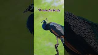 Peacock sound wonderful moment birds nature love trendingshort trending birdspecies peacock [upl. by Goldy]