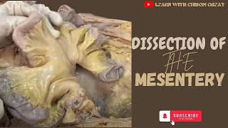 DISSECTION OF THE MESENTERY OF THE SMALL AND LARGE INTESTINE [upl. by Assiran]