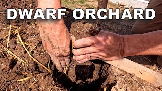 Planting Bare Root Bing Cherry and Comice Pear in the Dwarf Orchard [upl. by Llevra412]