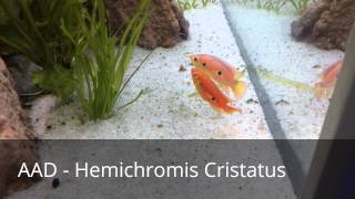 AAD  Reproduction Hemichromis Cristatus [upl. by Abigale]