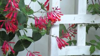 Lonicera Sempervirens [upl. by Farver517]