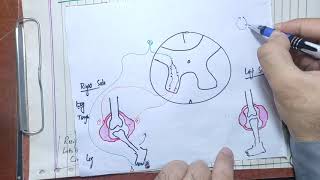 guyton 55 part 6flexor reflexeswithdrawal Reflexes and crossed extensor reflexmotor Physiology [upl. by Bil994]