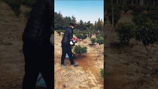 How to easily clean plant roots and fertilize the soil [upl. by Acinaj575]