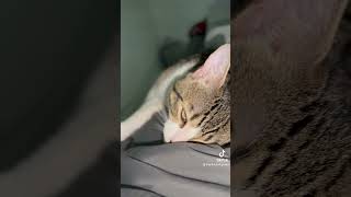 cats catsdaily catlover catfunny catventures catvideos cute funnycatvideos catadventures [upl. by Elmajian]