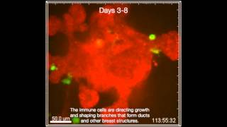 Mammary Gland Is Shaped by Adaptive Immune System During Development [upl. by Fergus578]