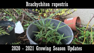 Brachychiton rupestris 20202021 update [upl. by Piefer112]