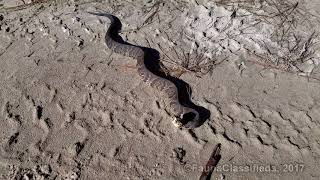 Cottonmouth in Apalachicola National Forest 4K [upl. by Nonnahsed]