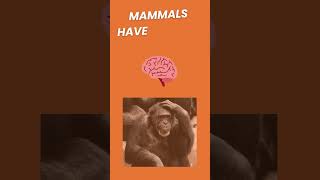 What is a mammal Animal Classification  Characteristics of a Mammal animaladaptations [upl. by Okwu655]