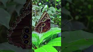 Schmetterling Luisenpark Mannheim [upl. by Samaj]