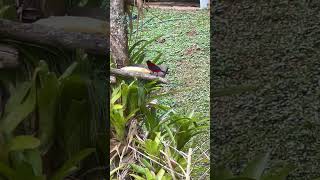 Ramphocelus dimidiatusmalesangre de toro birds nature thanks4u👍subscribe🦜🫶 [upl. by Einnaffit]