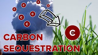 What is Carbon Sequestration [upl. by Odine759]