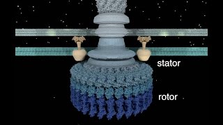 The Bacterial Flagellar Motor [upl. by Sale]