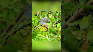 Lorito Cabeciazul  Pionus menstruus blueheadedParrot birdscolombia cotorracheja birds nature [upl. by Marybelle]