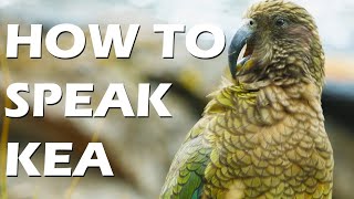 Understanding What Kea Calls Mean How To Speak Kea [upl. by Yelda]