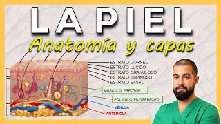 ANATOMÍA DE LA PIEL Capas de la piel EpidermisDermisHipodermis [upl. by Ruddie]