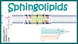 Sphingolipids  Chemical structure  biogenesis and function [upl. by Ebba]