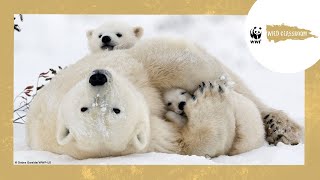 All About Polar Bears [upl. by Chilson]