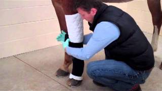 Bandaging Your Horses Leg [upl. by Ardnassak]