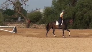 jumping lesson young horse including lunging over fences [upl. by Eijneb426]