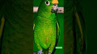 අපුරුයි මේ දෙන්නන්🤪 Wonderful Amazon Parrots shorts parrots birds pets breeds foryou viral [upl. by Amehsyt948]