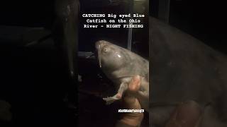 CATCHING Big eyed Blue Catfish on the Ohio River  NIGHT FISHING [upl. by Aieka109]