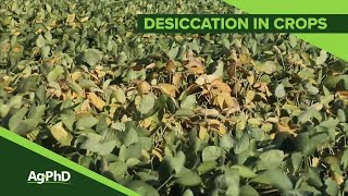 Desiccation and PreHarvest Burndown From Ag PhD 1112  Air Date 72819 [upl. by Stortz]