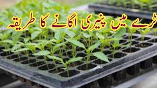 Seeds Sowing by Tray Method  سیڈلنگ ٹرے میں بیج لگانے کا طریقہ [upl. by Attenwahs]