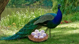 How Peahen Laying Eggs And The Eggs Hatching To Cute Peachick [upl. by Charteris730]