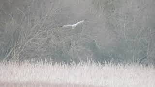 Hen Harrier m Wicken Fen Cambridgeshire 21st December 2019 [upl. by Yaniv972]