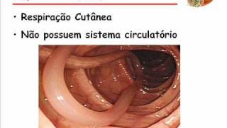 Biologia  Nematelmintos  Toufic Joulian 3°F  2010 [upl. by Davie]