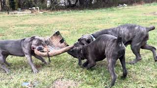 Cane Corso Training program merletribully bossybloodline puppy ddk9 bossbullys [upl. by Heller]