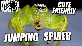 Green Jumping Spider Educational Study [upl. by Ardnossac]