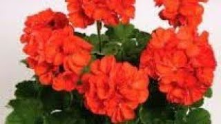 كل ما يهمك معرفته عن نبات الجارونيا او الجيرانيوم Geranium خبيزة الزينة العناية بها و اكثارها [upl. by Epolulot]