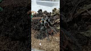 Tliltocatl Vagans New🏠Feeding🪱 tarantula tarantulakeeper tarantulasoftheworld metal [upl. by Sirahs]