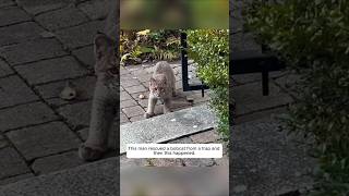 This man rescued a bobcat from a trap and then this happened animalshorts shortvideo [upl. by Reaht]