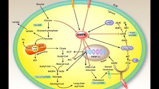 Is this molecule the cause of fibromyalgia symptoms [upl. by Wash]