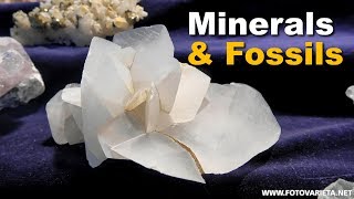 Minerals Fossils EuroMineralExpo 2018 Turin International Exhibition Minerali e Fossili 2 [upl. by Gahan]